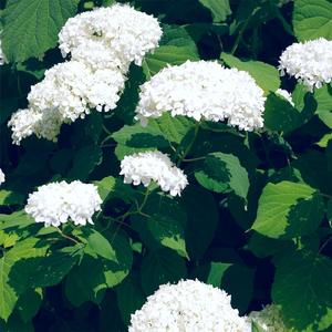 偷拍吊钟乳少妇高潮
